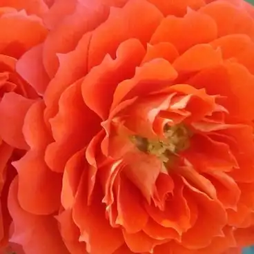 Trandafiri online - Portocaliu - trandafiri miniatur - pitici - trandafir cu parfum discret - Rosa Miami - Michel Adam - ,-